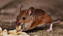 24 Hour & Emergency Exterminators in Sample, KY